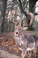 Naklejka na ściany i meble a Wild danish Red Deer with Big horns