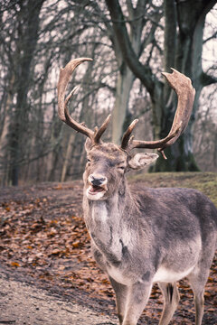 a Wild danish Red Deer with Big horns © Leandro