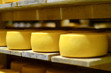 Rows of cheese on wooden shelves at cheese making factory. Drying the cheese in a storage rack. Wheels of yellow cheese in store at milk factory. Dairy plant. Food industry. .Storehouse