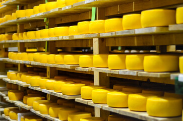 Rows of cheese on wooden shelves at cheese making factory. Drying the cheese in a storage rack....