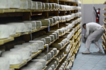 Rows of cheese on wooden shelves at cheese making factory. Drying the cheese in a storage rack....
