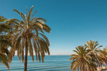 palm trees on blue sea background