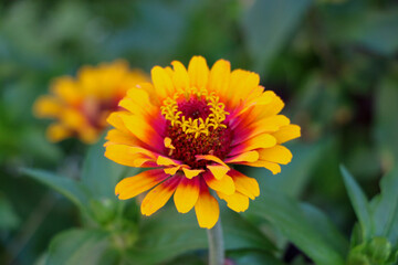 yellow zinnia flower in the garden