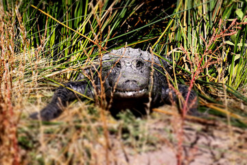 alligator in the swamp