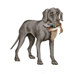 chien, animal de compagnie, braque de weimar, gibier, canard siffleur , mal, femelle, à poil court, animal, gris , chiot, canidé, isolé, braque, joli, noir et blanc, portrait, mammifère, chien de rapp