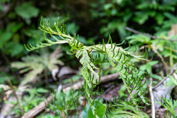 Green fern leaves in the rainforest of Costa Rica copy space