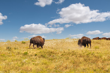 Obraz na płótnie Canvas 2-Bison Bulls Battle in Custer State Park -The Bulls Approach Each Other