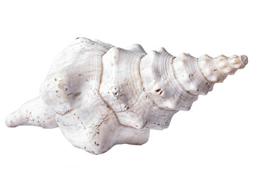 A white big spotted sea shell on white background, isolated.