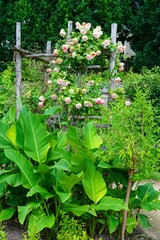 Fototapeta na wymiar Climbing rose growing over a wood trellis in a cottage garden