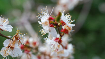White cherry branch growing spring season. Beauty flowers blooming cherry trees 