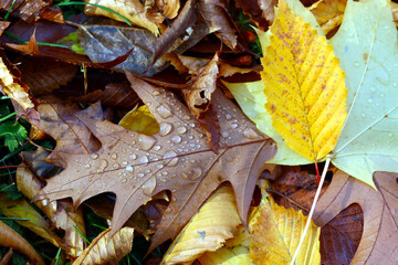Autumn leaves in dew lying on the ground. Autumn background with leaves of brown-yellow colors