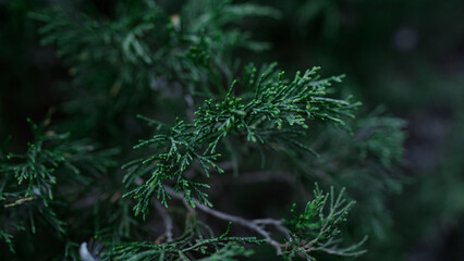 Green thuja branch swaying wind decorative coniferous plant. Evergreen foliage