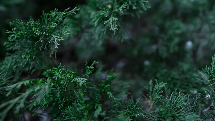 Close up dark green bush swaying wind in beauty forest. Green bush in spring