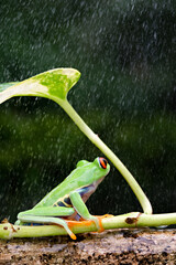 A red-eyed frog is taking shelter in a heavy rain
