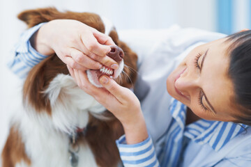 Brown Border Collie dog during visit in vet
