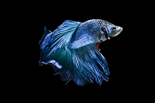 A beautiful and graceful blue betta fish