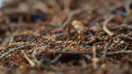 Tiny ants crawling in nest on brown autumn season ground grass in macro forest.
