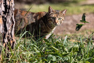 Wild cat chasing green parrots