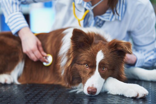 Brown Border Collie dog during visit in vet
