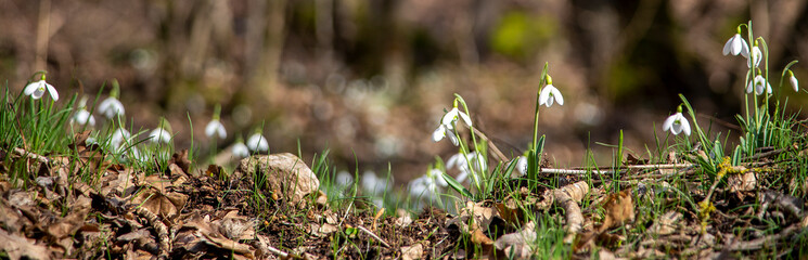 Snowdrops
