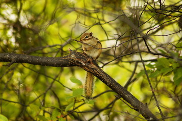 bird on a branch