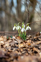 Snowdrops