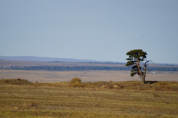 tree in the field