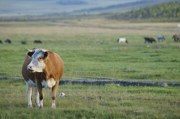 cows grazing in a field