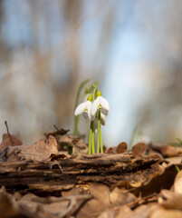 Snowdrops