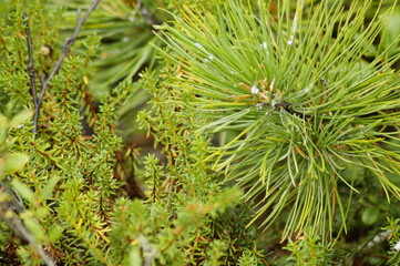 green moss on the ground