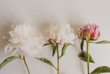 High angle closeup of three peonies on white background with vintage filter effect (selective focus)