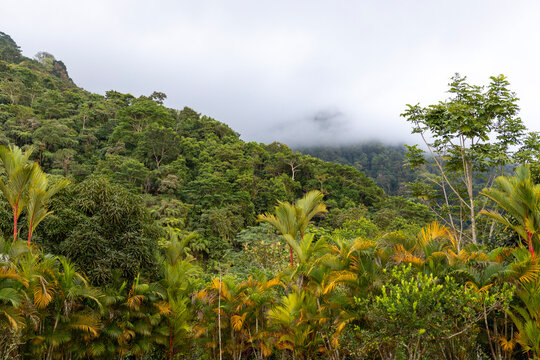 Treetops and clouds over the rainforest in Costa Rica