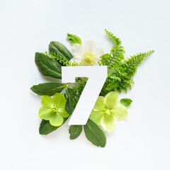 Number seven, cut out of white paper. White and green helleborus winter rose flowers, fern leaves...