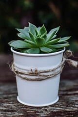 Succulent small plant in decorative bucket on wooden background