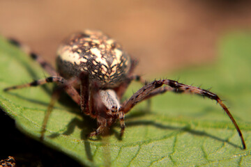 spider in the garden