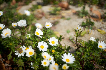 花壇・アップ・ノースポール