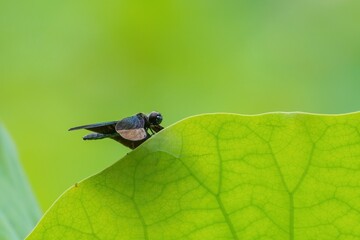 ハスの葉にとまってくつろぐチョウトンボオス