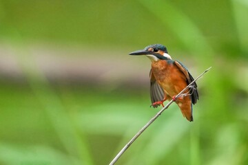 葦にとまろうとするカワセミ成鳥メス
