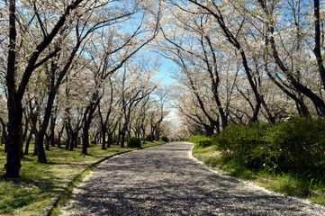 Fototapeta na wymiar A park on a sunny spring day, A row of cherry blossom trees on both sides of the promenade covered with scattered cherry blossom petals