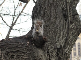 Esquilo no Central Parque, Nova Iorque.