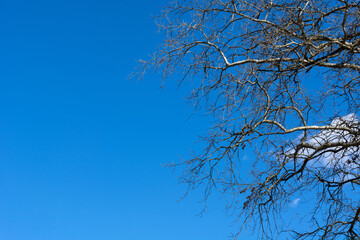 Tree with bare branches in nature on a sunny spring day and blue sky in the background. Close up and copy space for text or design