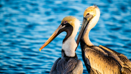 Pelicans in the water.