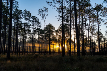 Obraz premium Glowing Fog in the Longleaf Pine Canopy at Sunrise