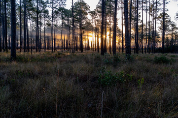 Illuminated Fog in Longleaf Pine Savanna with Vast Savanna Grass at Sunrise