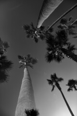 Low angle grayscale shot of palm trees near Manhattan beach pier in Los Angeles California