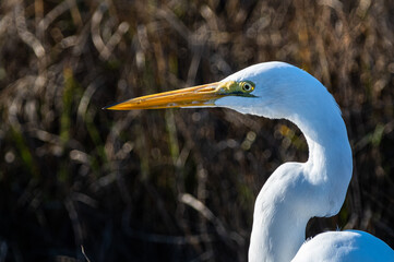 Great Egret Closeup