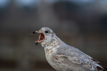Ring-billed Gull Sticking Tongue Out