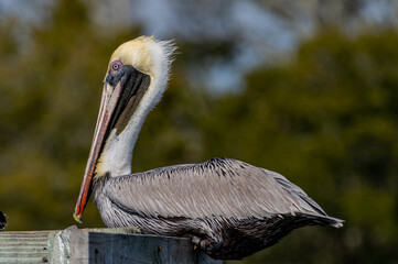 Brown Pelican on Old Dock