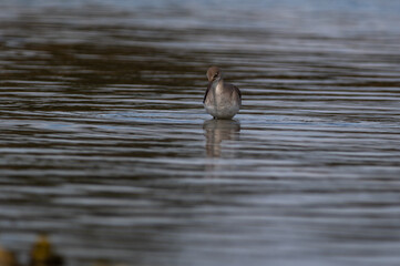 Willet in Smooth Shallow Water