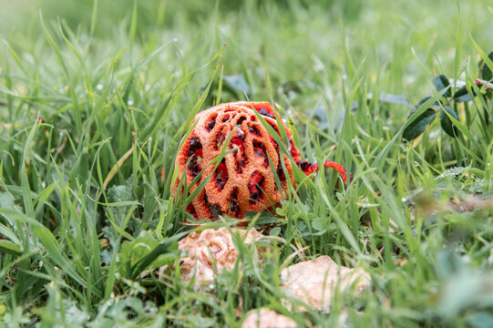 Roter Gitterling Clathrus im Gras